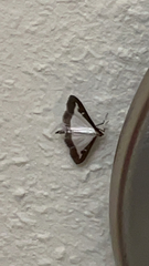 Cydalima perspectalis