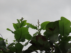 Semecarpus anacardium