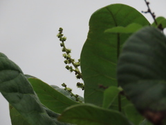 Semecarpus anacardium