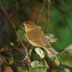 Phylloscopus collybita