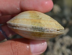 Ruditapes decussatus