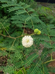 Leucaena leucocephala