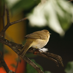 Phylloscopus collybita
