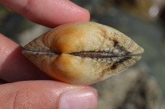 Ruditapes decussatus