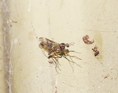 Sylvicola neozelandicus