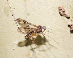 Sylvicola neozelandicus