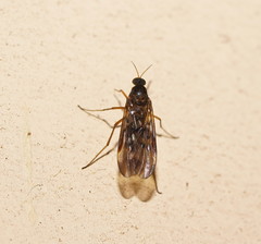 Sylvicola neozelandicus