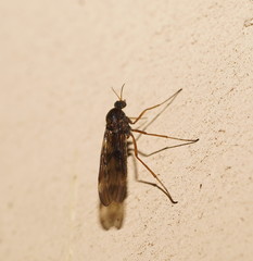 Sylvicola neozelandicus