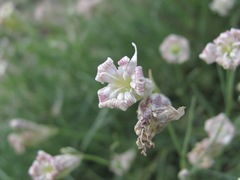 Silene linearifolia