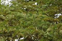Alnus hirsuta
