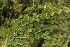 Alnus hirsuta