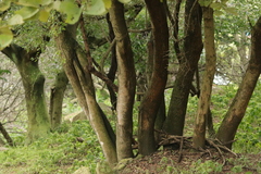Alnus hirsuta