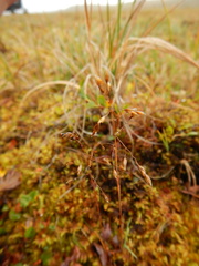 Poa arctica