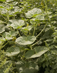 Ibicella lutea