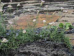 Silene linearifolia