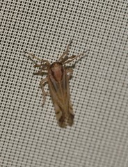 Delphax crassicornis