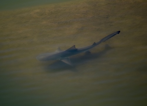 Bull shark (Carcharhinus leucas) — Carcharhinidae — 2