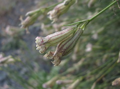 Silene linearifolia