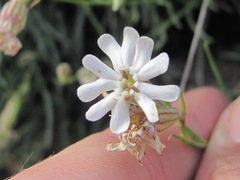 Silene linearifolia