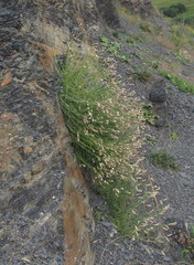 Silene linearifolia
