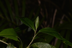 Planchonella australis