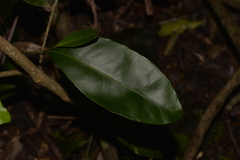 Planchonella australis