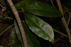 Planchonella australis
