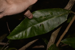 Planchonella australis