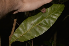 Planchonella australis