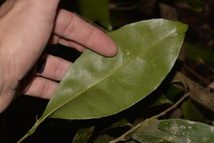 Planchonella australis