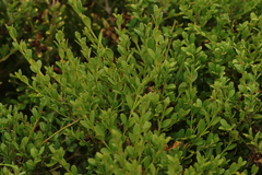 Buxus koreana