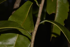 Planchonella australis