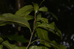 Planchonella australis