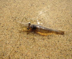 Macrobrachium rude