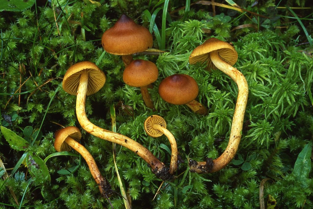 Cortinarius croceoconus