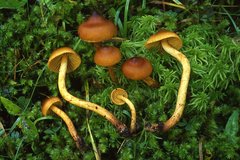 Cortinarius croceoconus