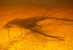 Macrobrachium rude