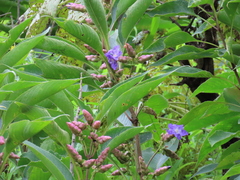 Strobilanthes callosa