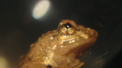 Warty Puddle Frog, Occidozyga magnapustulosa