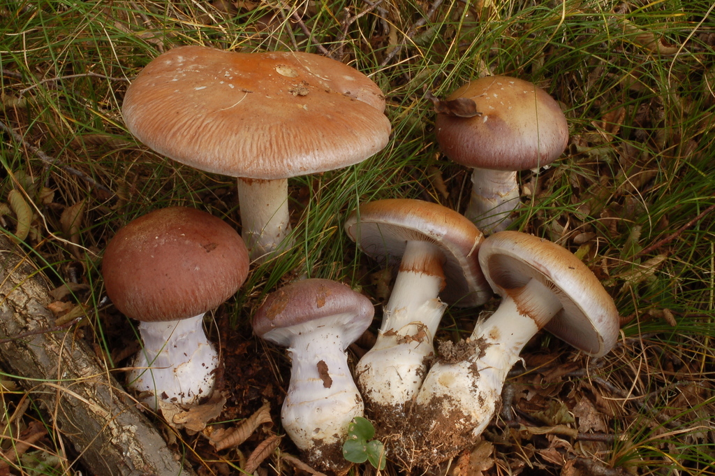 Phlegmacium sect. Claricoloria