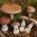 Cortinarius praestans - Photo (c) Marco Floriani, μερικά δικαιώματα διατηρούνται (CC BY-NC), uploaded by Marco Floriani