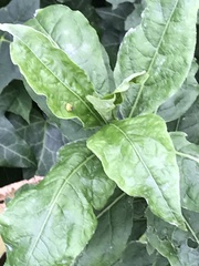 Psyllobora vigintiduopunctata