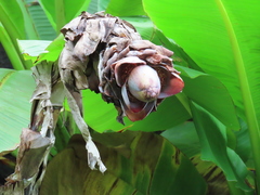 Ensete superbum