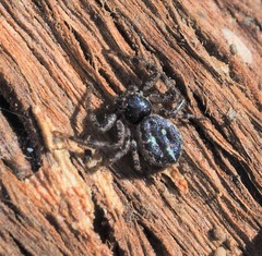 Tharpyna campestrata