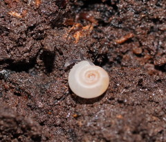 Meredithena dandenongensis