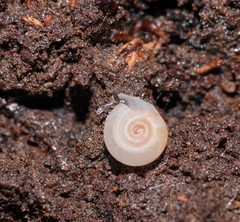 Meredithena dandenongensis