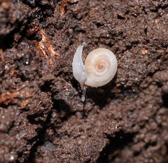 Meredithena dandenongensis