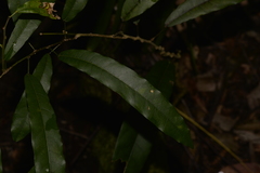 Carronia multisepalea