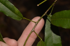 Carronia multisepalea