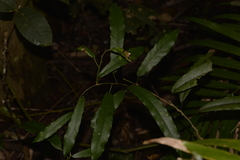 Carronia multisepalea